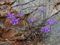 Campanula hawkinsiana 3, Saxifraga-Harry Jans
