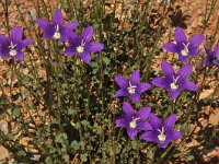 Campanula hawkinsiana 5, Saxifraga-Harry Jans