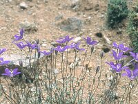 Campanula hawkinsiana 6, Saxifraga-Eugen Schaub