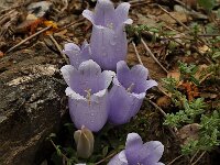 Campanula incurva 3, Saxifraga-Harry Jans