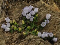 Campanula incurva 4, Saxifraga-Harry Jans