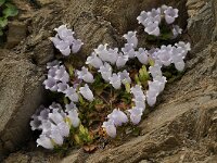 Campanula incurva 6, Saxifraga-Harry Jans
