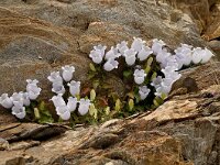 Campanula incurva 7, Saxifraga-Harry Jans