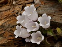 Campanula incurva 8, Saxifraga-Harry Jans