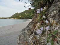 Campanula incurva 9, Saxifraga-Harry Jans