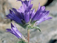 Campanula lingulata 2, Saxifraga-Eugen Schaub