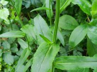 Campanula patula 11, Weideklokje, Saxifraga-Rutger Barendse