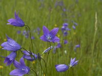 Campanula patula 12, Weideklokje, Saxifraga-Jan van der Straaten