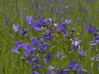 Campanula patula 13, Weideklokje, Saxifraga-Jan van der Straaten