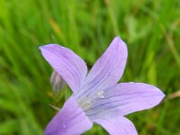 Campanula patula 14, Weideklokje, Saxifraga-Rutger Barendse
