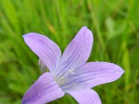 Campanula patula 15, Weideklokje, Saxifraga-Rutger Barendse