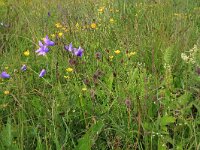 Campanula patula 16, Weideklokje, Saxifraga-Hans Boll