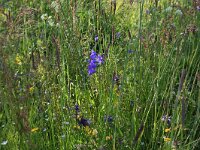 Campanula patula 17, Weideklokje, Saxifraga-Hans Boll