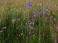 Campanula patula 18, Weideklokje, Saxifraga-Hans Boll