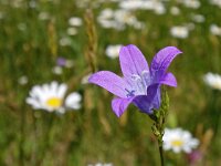 Campanula patula 19, Weideklokje, Saxifraga-Hans Dekker