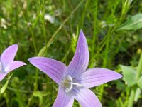 Campanula patula 20, Weideklokje, Saxifraga-Rutger Barendse
