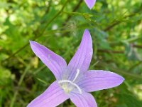 Campanula patula 21, Weideklokje, Saxifraga-Rutger Barendse