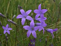 Campanula patula 22, Weideklokje, Saxifraga-Harry Jans