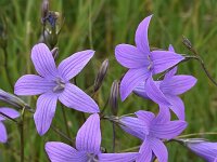 Campanula patula 23, Weideklokje, Saxifraga-Harry Jans