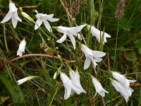 Campanula patula 24, Weideklokje, Saxifraga-Harry Jans