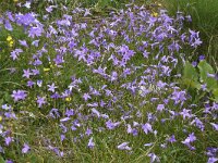 Campanula patula 25, Weideklokje, Saxifraga-Harry Jans