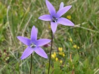 Campanula patula 26, Saxifraga-Harry Jans