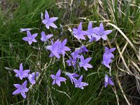 Campanula patula 27, Weideklokje, Saxifraga-Harry Jans  Campanula patula