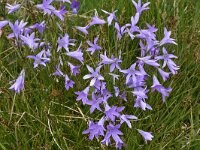 Campanula patula 28, Weideklokje, Saxifraga-Harry Jans  Campanula patula