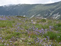 Campanula patula 29, Weideklokje, Saxifraga-Harry Jans  Campanula patula