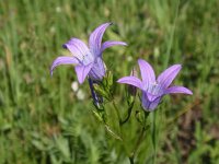 Campanula patula 3, Weideklokje, Saxifraga-Jan Willem Jongepier