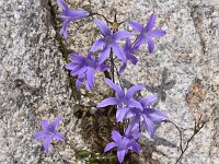 Campanula patula 30, Saxifraga-Harry Jans  Campanula patula