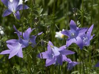 Campanula patula 32, Weideklokje, Saxifraga-Willem van Kruijsbergen