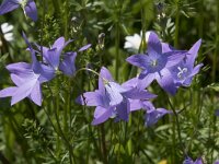 Campanula patula 33, Weideklokje, Saxifraga-Willem van Kruijsbergen