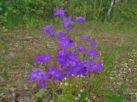 Campanula patula 45, Weideklokje, Saxifraga-Hans Grotenhuis