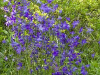 Campanula patula 47, Weideklokje, Saxifraga-Jan Nijendijk