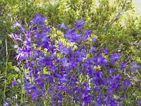 Campanula patula 48, Weideklokje, Saxifraga-Jan Nijendijk