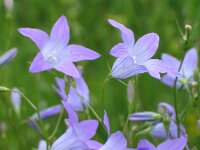 Campanula patula 5, Weideklokje, Saxifraga-Jasenka Topic