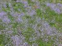 Campanula patula 6, Weideklokje, Saxifraga-Jasenka Topic