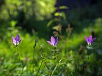 Campanula patula 7, Weideklokje, Saxifraga-Jeroen Willemsen