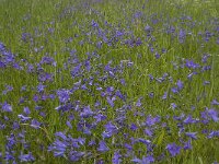Campanula patula 8, Weideklokje, Saxifraga-Jan van der Straaten