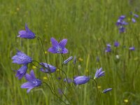 Campanula patula 9, Weideklokje, Saxifraga-Jan van der Straaten