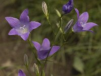 Campanula patula ssp patula 1, Weideklokje, Saxifraga-Willem van Kruijsbergen