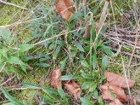 Campanula persicifolia 14, Prachtklokje, Saxifraga-Rutger Barendse
