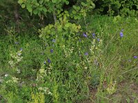 Campanula persicifolia 15, Prachtklokje, Saxifraga-Hans Boll