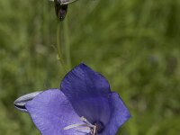 Campanula persicifolia 17, Prachtklokje, Saxifraga-Willem van Kruijsbergen