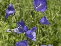 Campanula persicifolia 19, Prachtklokje, Saxifraga-Willem van Kruijsbergen