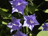 Campanula persicifolia 2, Prachtklokje, Saxifraga-Willem van Kruijsbergen