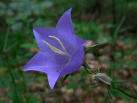 Campanula persicifolia 21, Prachtklokje, Saxifraga-Ed Stikvoort