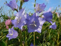 Campanula persicifolia 23, Prachtklokje, Saxifraga-Ed Stikvoort