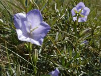 Campanula persicifolia 24, Prachtklokje, Saxifraga-Ed Stikvoort